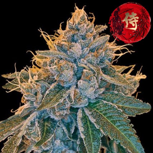 Kosher Kush (Feminized) - SAMURAI SEEDS