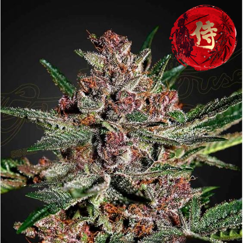 Bubba Kush Feminized Samurai Seeds