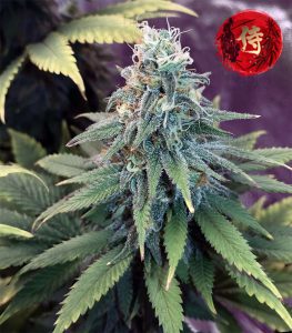 Gorilla Glue #4 Fast Feminised - SAMURAI SEEDS